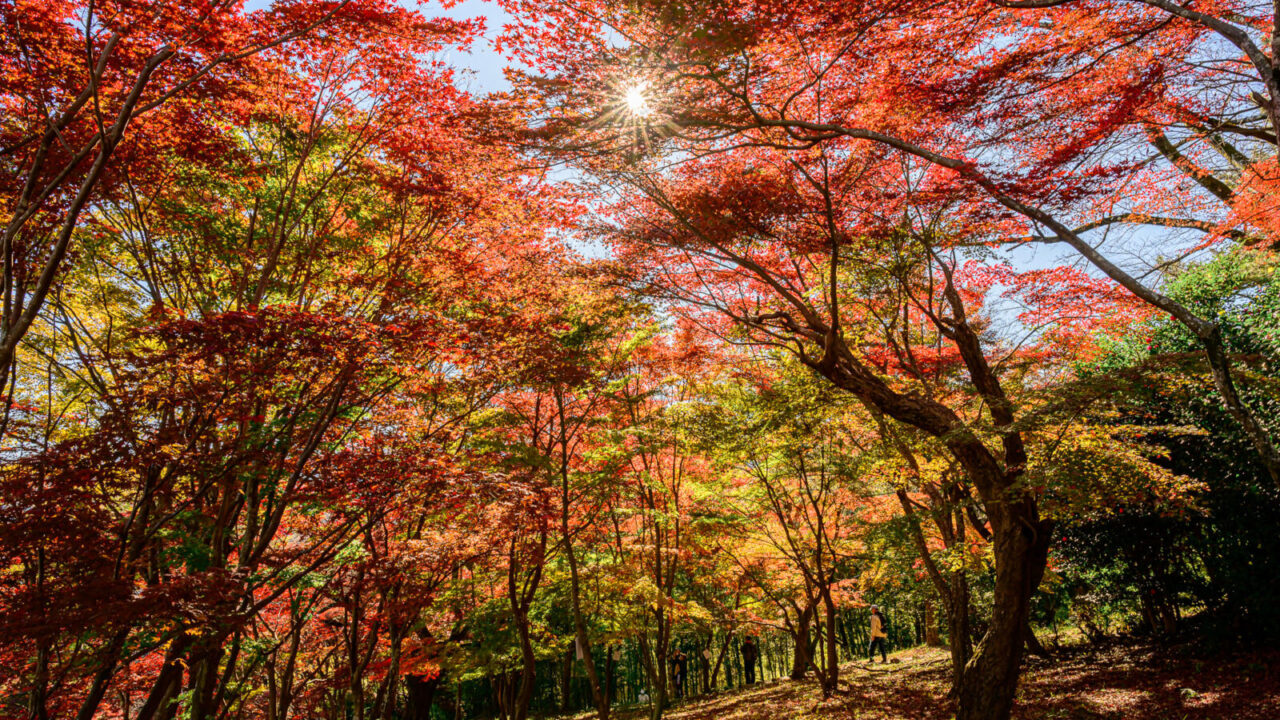 紅葉山公園